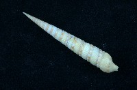 藏品(蒼白筍螺 )的圖片